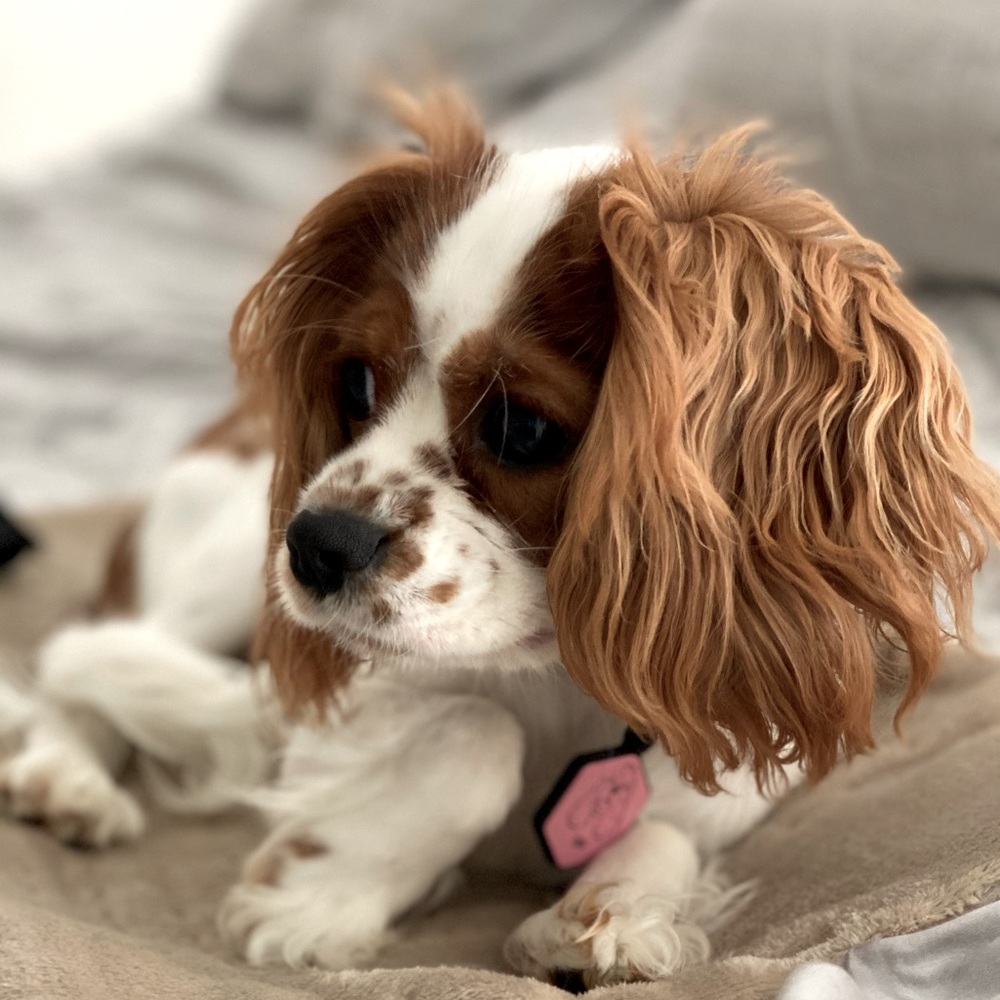 Meet your Posher, Alan